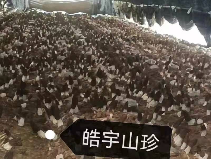 &#40857;&#56;&#45;&#108;&#111;&#110;&#103;&#56;&#40;&#20013;&#22269;&#41;&#21807;&#19968;&#23448;&#26041;&#32593;&#31449;&#45;&#31185;&#25216;&#39046;&#33322;&#31449;